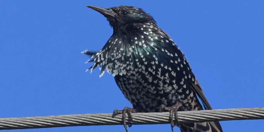 Ein Star (Sturnus vulgaris) steht auf einer Stromleitung.