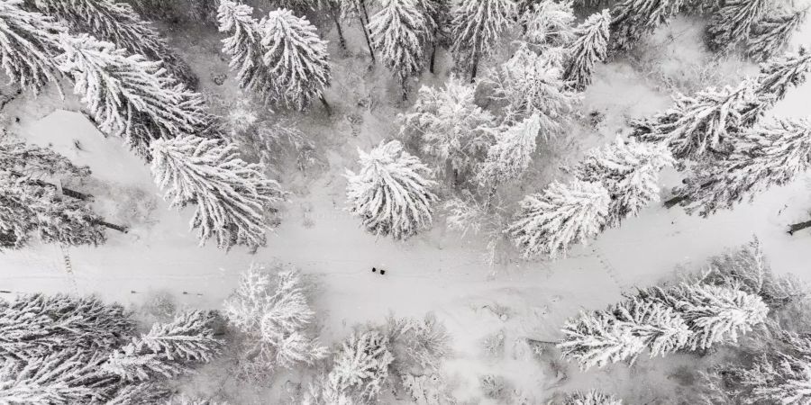 Menschen laufen durch einen verschneiten Wald bei Flims GR.