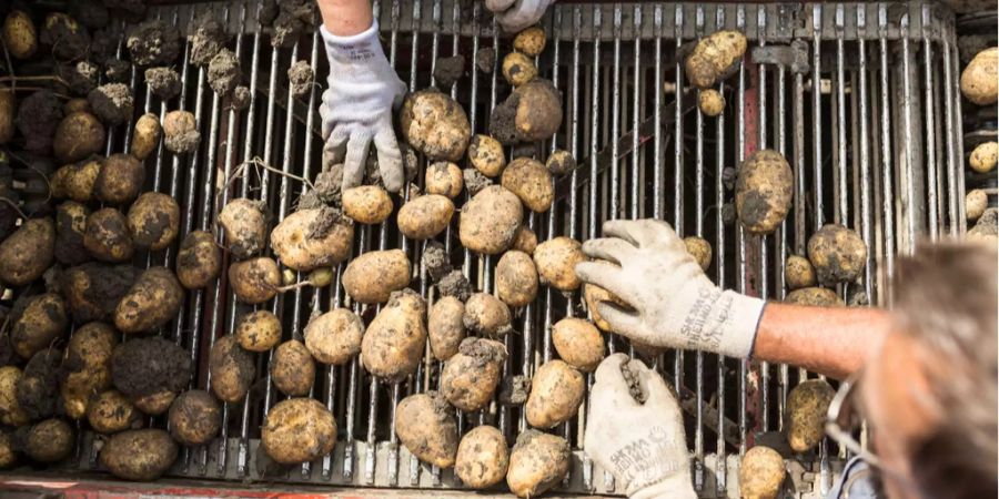 Bauern sortieren Kartoffeln: Der Nationalrat lehnt die Initiative für Ernährungssouveränität ab.