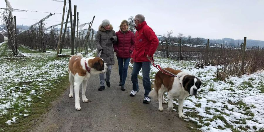 Die Bernhardinerhunde Jasper (l.) und Aveline mit Herrchen Peter Glaus, Janine (l.) und ihre Mutter.