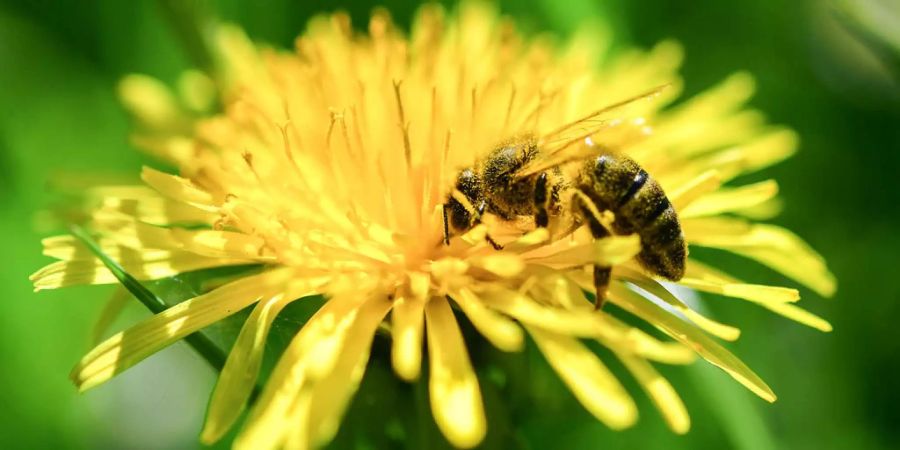 Bienen Insektengift