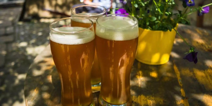 Weil der Ambrosiakäfer für die Anzucht seiner Pilze Alkohols braucht, fällt er leicht mal ins Bierglas.