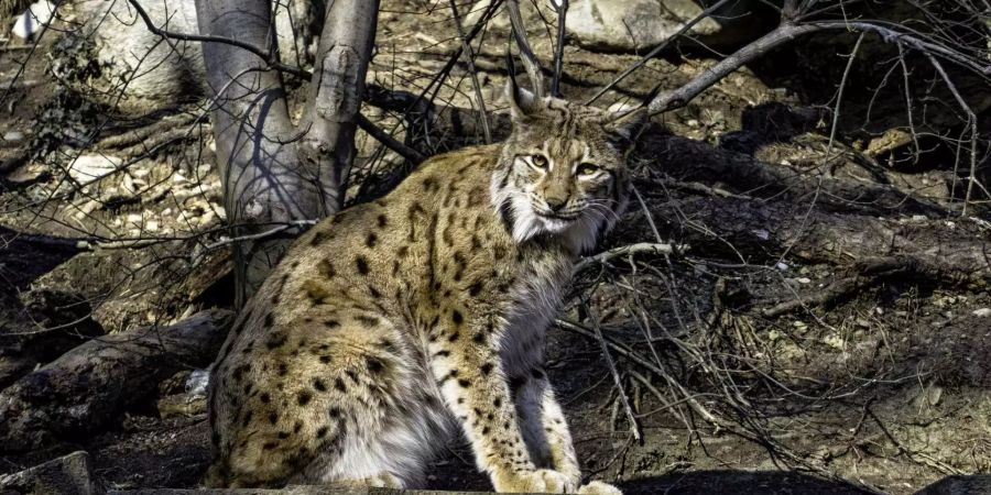 Ebenso beim kanadischen Luchs.