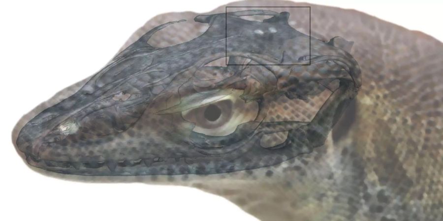 So könnte die Echse namens Saniwa ensidens ausgesehen haben. Sie lebte vor 50 bis 35 Millionen Jahren. Bild: A. Lachmann / Senckenberg Gesellschaft für Naturforschung / Digimorph.org