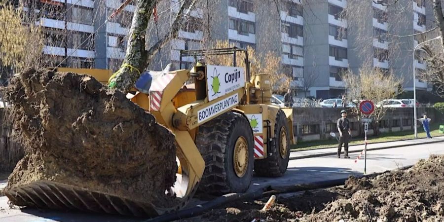 21 über 50 Jahre alte Bäume wurden verpflanzt.