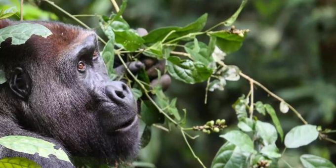 Ein Gorilla in einem Jungle. Gorilla