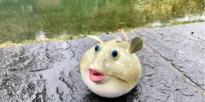 50 Rappen bezahlt jedes Gfrörli Clubmitglied vor dem Schwumm im Fluss. Eingeworfen wird das Münz ins legendäre Clubkässeli. 50 Rappen bezahlt jedes Gfrörli Clubmitglied vor dem Schwumm im Fluss. Eingeworfen wird das Münz ins legendäre Clubkässeli.