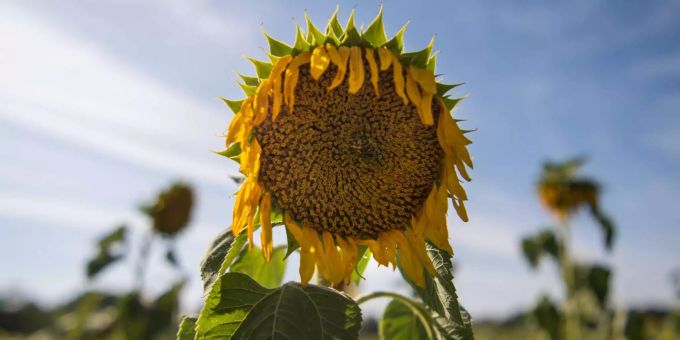 Eine vertrocknete Sonnenblume steht auf einem Feld. Eine vertrocknete Sonnenblume steht auf einem Feld.