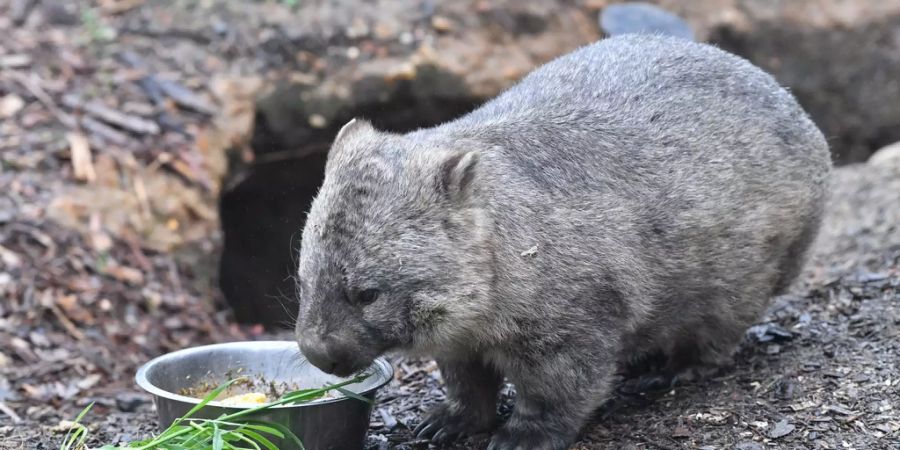 wombats