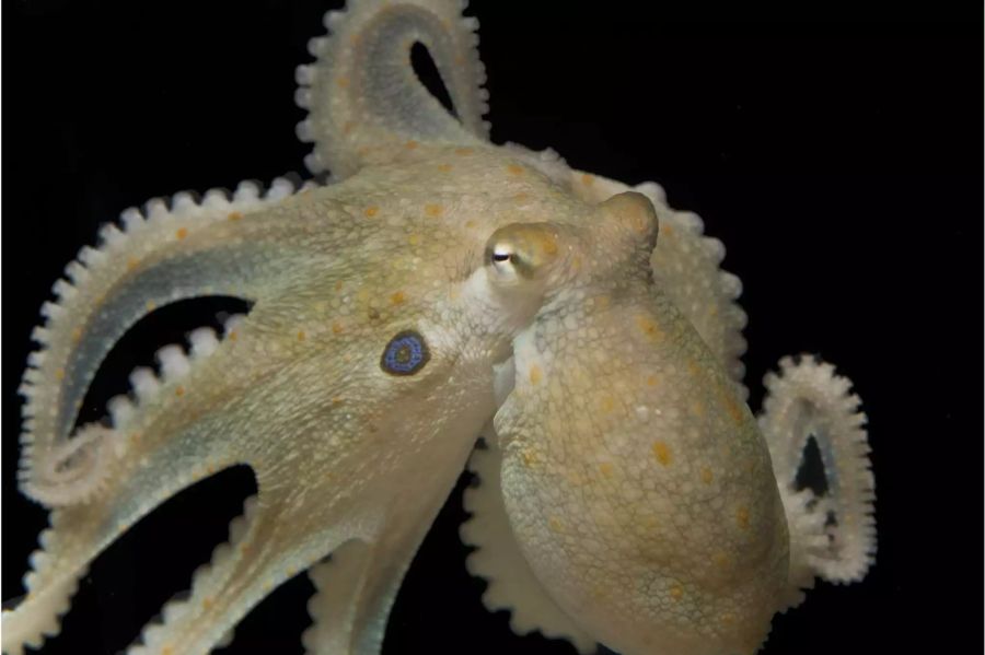 Der Kalifornische Zweipunktkrake Octopus biomaculoides. Solche Tiere haben mehr mit uns gemeinsam als bisher gedacht. Bild: Tom Kleindinst/Marine Biological Laboratory