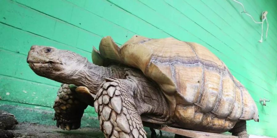 Das rund 100 Kilogramm schwere Schildkrötenmännchen Helmuth bewegt sich auf seinem Rollbrett durch das Gehege im Gelsenkirchener Zoo. Foto: Roland Weihrauch/dpa