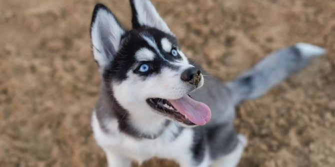 Husky Wolf