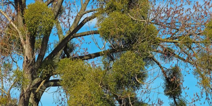 Misteln sind Halbschmarotzer: mit ihren Saugwurzeln docken sie an Bäumen an und entziehen ihnen Wasser und Nährstroffe. Misteln Schmarotzer Baum