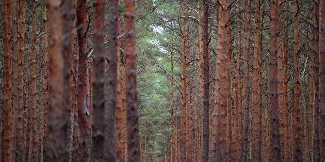 Wald