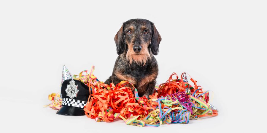 Hund mit Fasnachtsartikeln