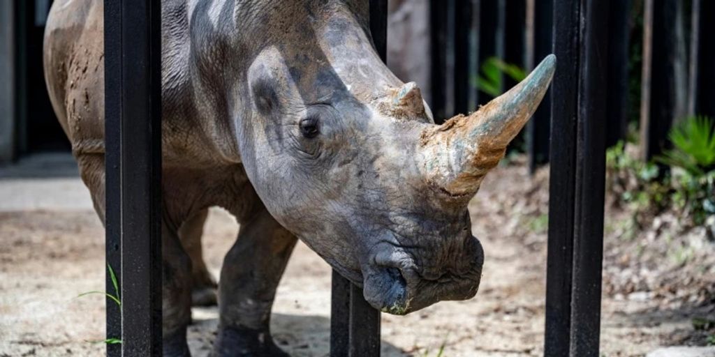 Grösste Nashorn-Zucht Südafrikas steht zum Verkauf
