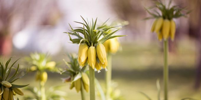 Dank des Blattschopfes über den Blüten wirkt die Kaiserkrone (Fritillaria imperialis) wie gekrönt. Blüten gelb grün Kaiserkrone