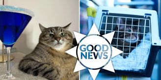 Good News - Ukrainische Social-Media-Katze Stepan sammelt Spenden Good News - Ukrainische Social-Media-Katze Stepan sammelt Spenden