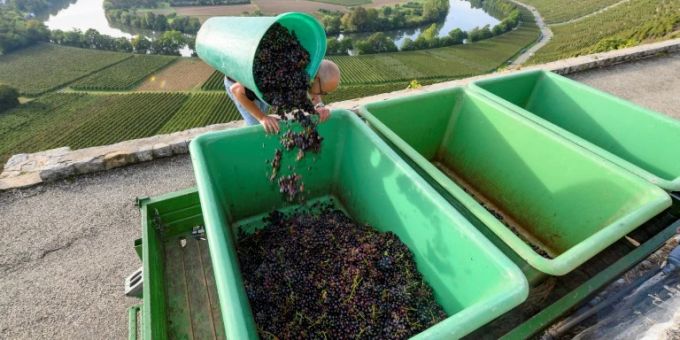 Weinlese in Mundelsheim Weinlese in Mundelsheim