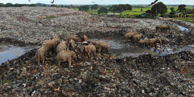 Tragödie - Auf Sri Lanka sterben Elefanten an Plastik von Abfalldeponie