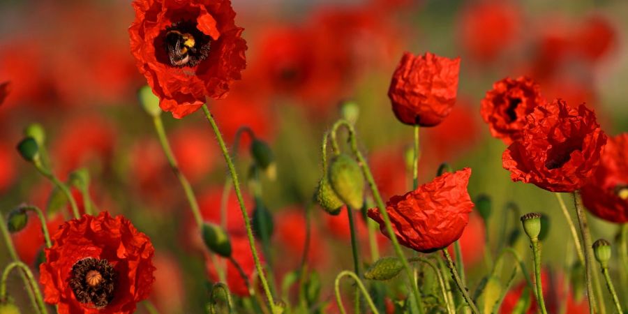 Der Klatschmohn blüht am Wegesrand zwischen Weimar und Apolda. Wie geht der Sommer weiter?