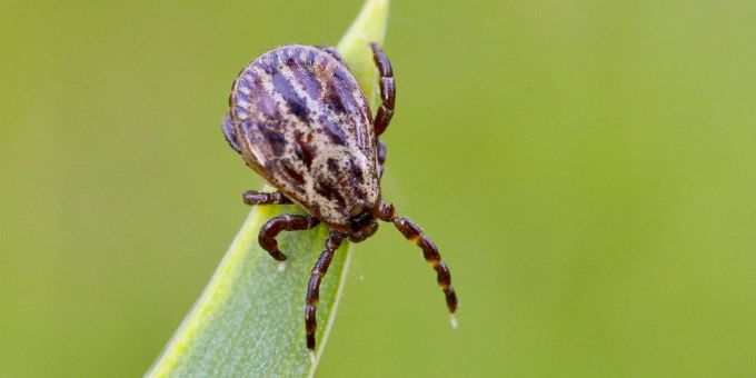 Zecken lauern in Gebüschen oder in hohem Gras und können Krankheiten wie Borreliose und FSME übertragen. Zecken lauern in Gebüschen oder in hohem Gras und können Krankheiten wie Borreliose und FSME übertragen.
