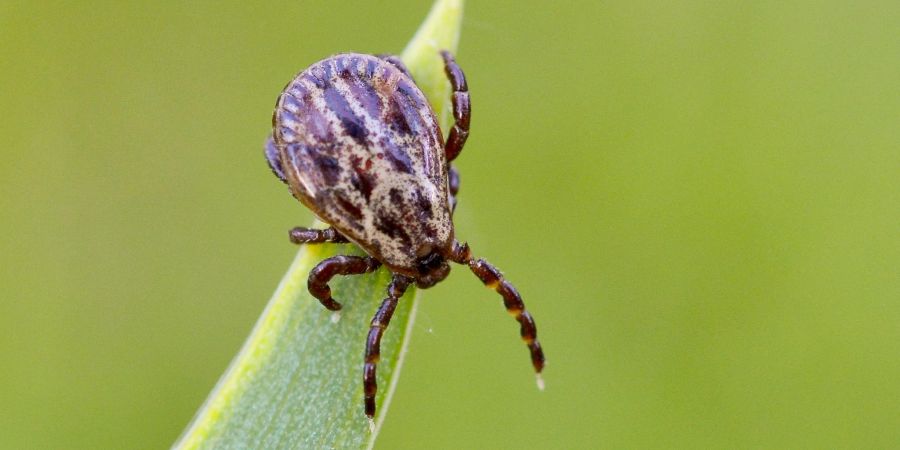 Zecken lauern in Gebüschen oder in hohem Gras und können Krankheiten wie Borreliose und FSME übertragen.