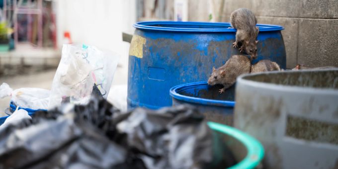 Ein Experte in Grossbritannien warnt vor der Invasion der Ratten Grossbritannien