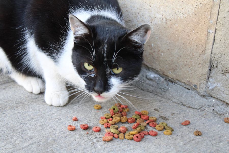 Katzen- und Hundefutter gibt es heutzutage in zahlreichen verschiedenen Variationen.