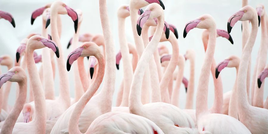 In zwei Schweizer Zoos sollen Vögel versuchsweise mit einem gentechnisch veränderten Impfstoff gegen Vogelgrippe geimpft werden können. (Archivbild)