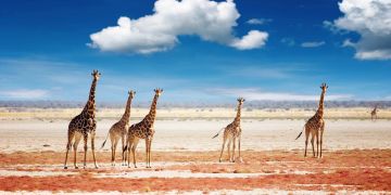 Namibia, Savanne, Giraffen