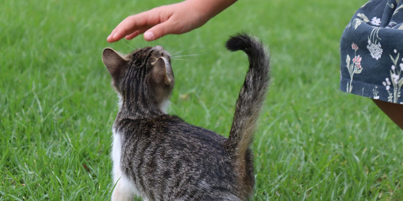 Warum streckt mir meine Katze beim Streicheln ihren Po entgegen? Nau Tiere