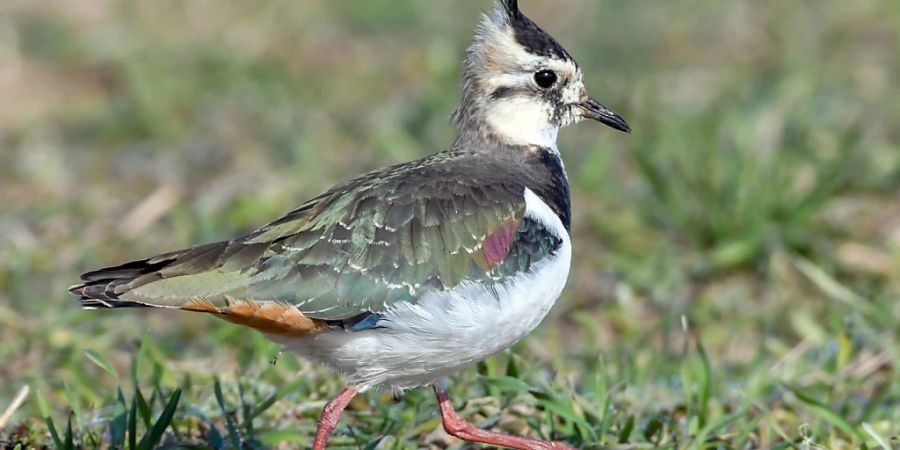 40 Prozent der Schweizer Vogelarten sind vom Aussterben bedroht. Im Bild ein Kiebitz. (Archivbild)