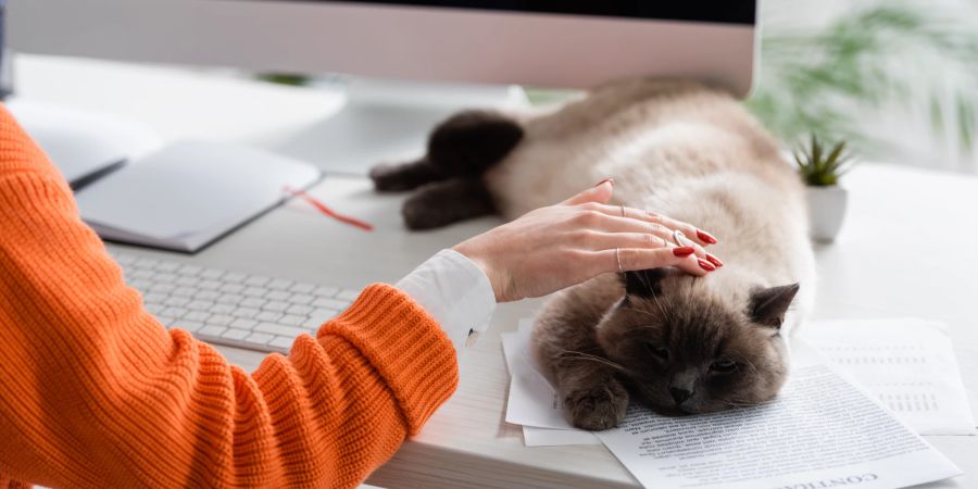 Viele Katzenhalter fühlen sich im heimischen Büro weniger gestresst.