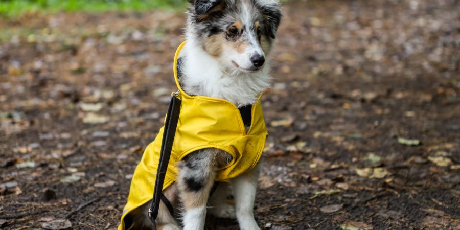 Hund mit gelber Jacke