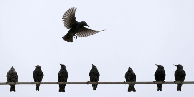 Der Star ist ein Zugvogel.
