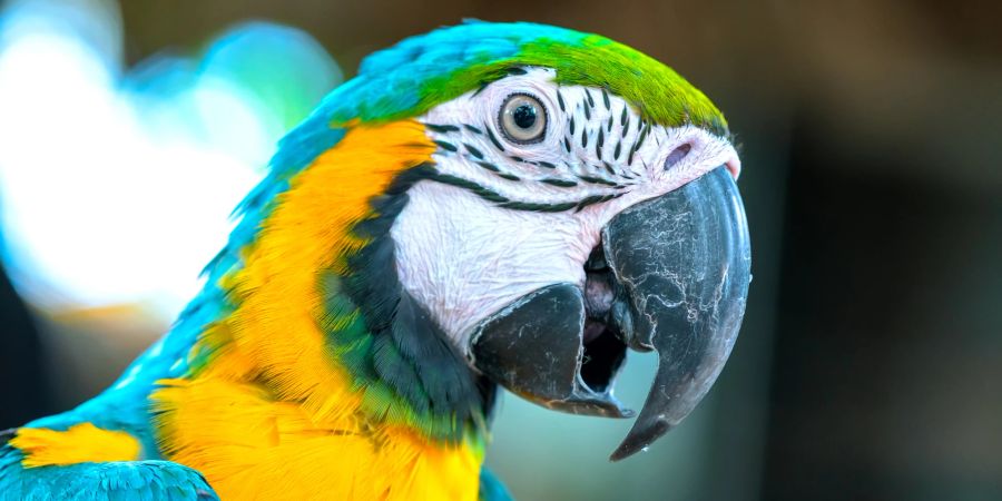 Papageien erfreuen sich grosser Beliebtheit. (Symbolbild)