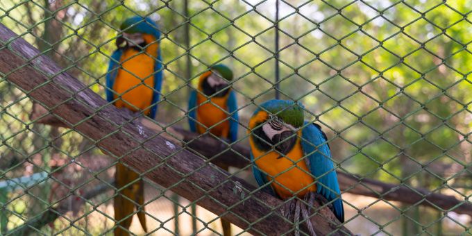 Volieren ermöglichen Vögeln, zu fliegen und sich im Freien aufzuhalten. Papageien in Voliere