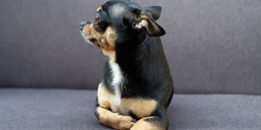 Hund auf Sofa