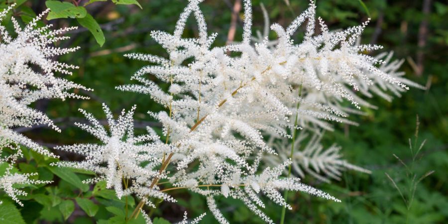 Aruncus dioicus, Schattengewächs