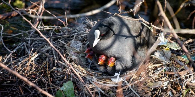 Auch in Deutschland nutzen Blässhühner oft Müll für ihre Nester. In Amsterdam wurden nun Nestbauten untersucht. (Archivbild) Auch in Deutschland nutzen Blässhühner oft Müll für ihre Nester. In Amsterdam wurden nun Nestbauten untersucht. (Archivbild)