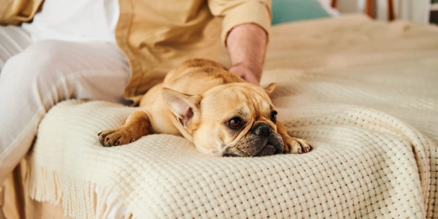 Hund auf Bett