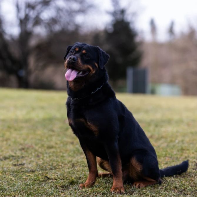 Rottweiler Hundehalter