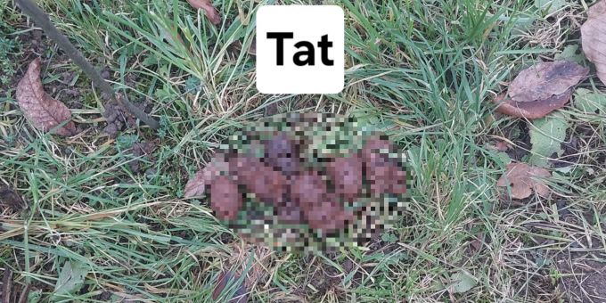 Mit Beweis-Fotos wie diesen sucht ein Mann aus Egerkingen SO Grüsel-Hündeler. Dabei verspricht er ein Kopfgeld von 250 Franken. Hundekot