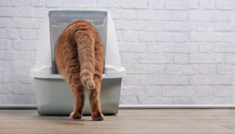 katze katzenklo gestank
