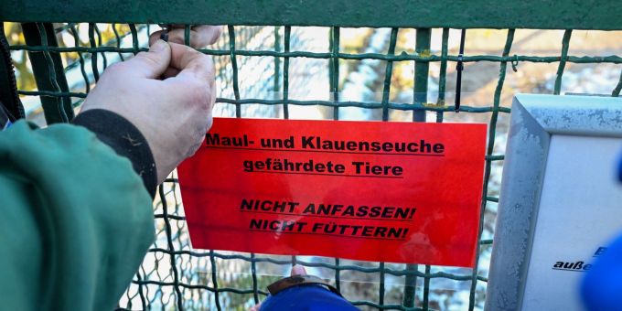 Grossbritannien reagiert auf den Ausbruch der Maul- und Klauenseuche in Deutschland mit verschärften Regeln. (Archivbild) Maul- und Klauenseuche