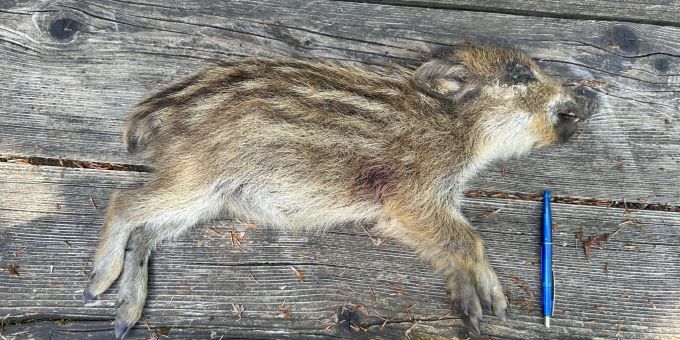 Ein Bauer in Lengnau AG fand den toten Frischling - er hat eine Schussverletzung. Totes Wildschwein Lengnau AG