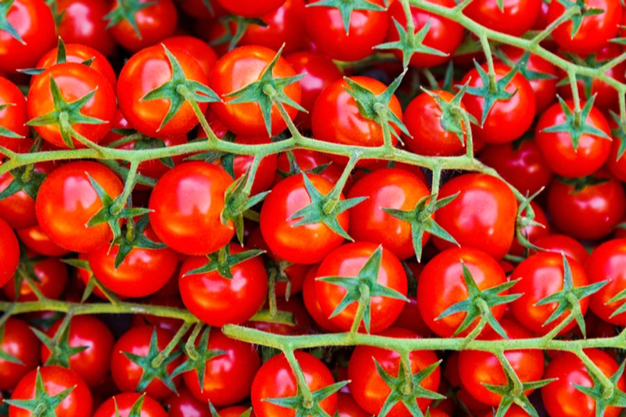 Tomaten Donald Trump