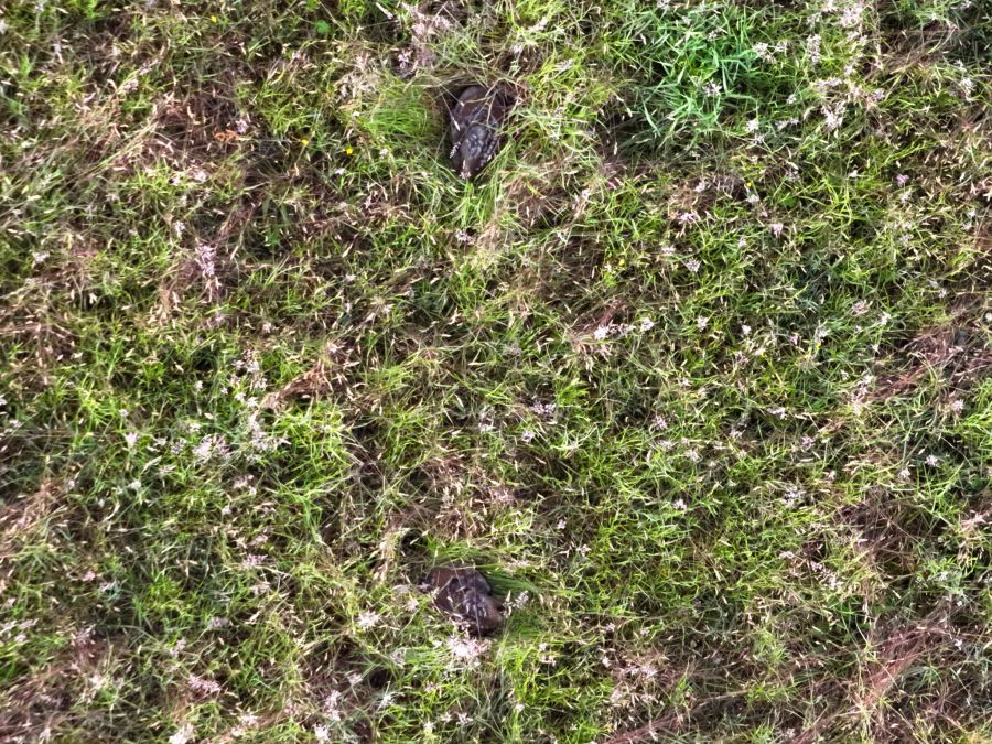 Denn statt zu flüchten, bleiben die Rehkitze im Gras liegen, um sich zu verstecken.