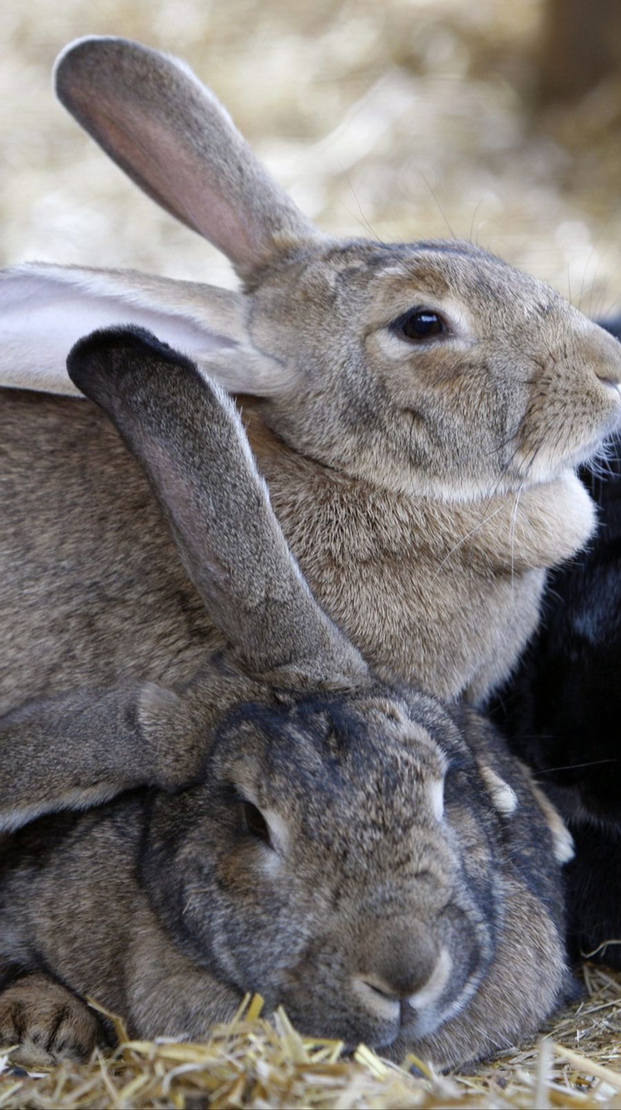 Bei frühzeitiger Behandlung stehen laut der Tierärztin die Chancen gut, dass diese Kopfschiefhaltung verschwindet.